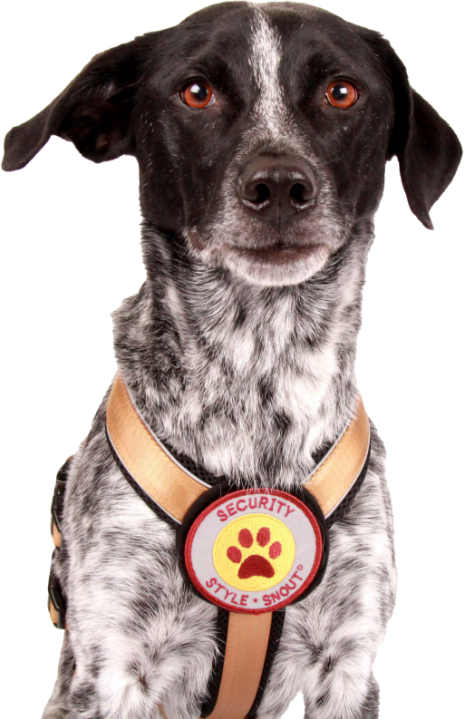 Hund mit Sicherheitsgeschirr Paw-Security-21-super-smile
